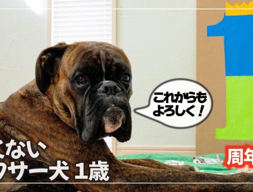 【ありがとう】Clove the boxer dog TV 1周年！