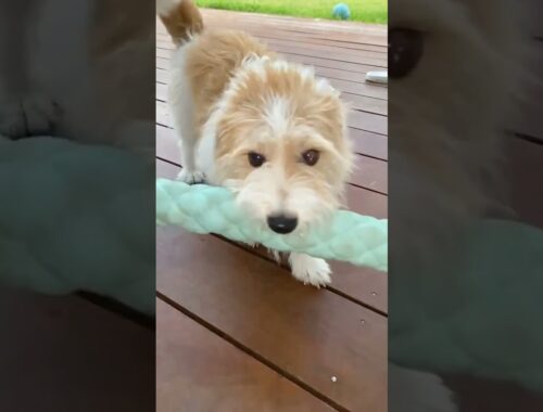 A cute dog having fun with his Fetch Stick in slow motion. But is he just a little bit crazy?