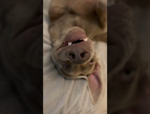 かわいい寝顔 #ワイマラナー #大型犬 #犬のいる暮らし