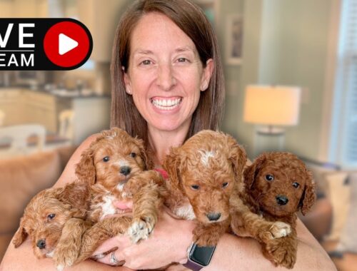 Answering Questions About Raising Puppies, Caring For A Puppy While Playing With 5 Week Old Puppies