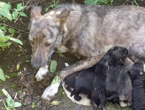 She begged passersby to help her puppies, she still breastfed despite the gangrene
