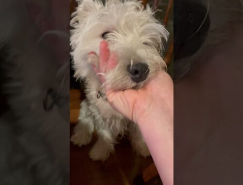 Face Massage Addict #dogs #Westie #shortvideo #funny
