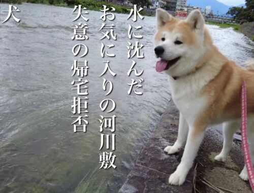 秋田犬ともぐら家族　はる、お気に入りの河川敷が水没、失意の帰宅拒否