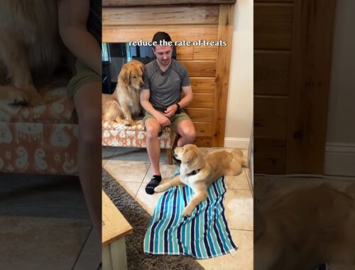 Teach your dog to settle calmly on a mat