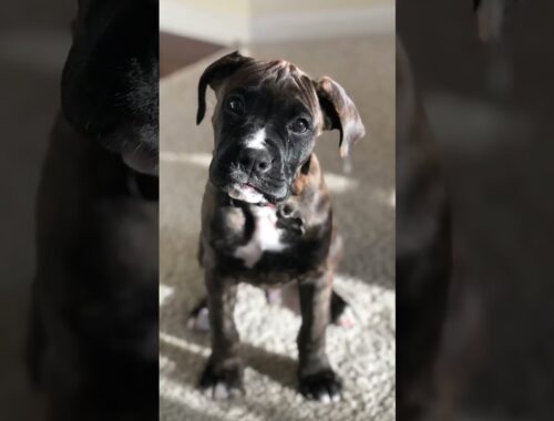 Life of A Boxer Puppy 😍😊🥰