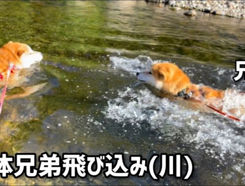 念願の柴犬巨体兄弟が川で泳ぎました！