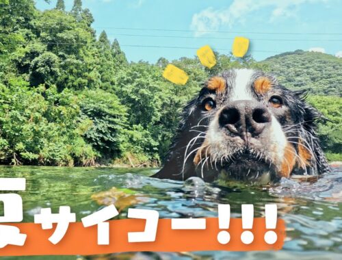 【初泳ぎ！】あっついから川行くしかないっしょ！バーニーズマウンテンドッグのテオ爆泳ぎ！！水嫌いのヨーはどうだ！？