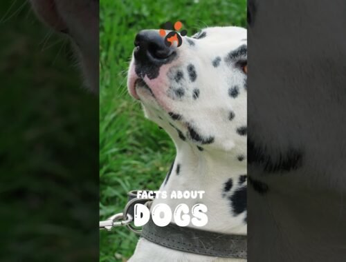 Facts About Dogs - Part 8 #shorts #short #dog #dogs #dalmatians