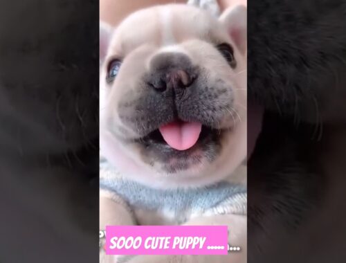 Cute puppy awooo awooo #cute #funny #pets #dogs #reaction #moments #love #goviral #puppy #shorts
