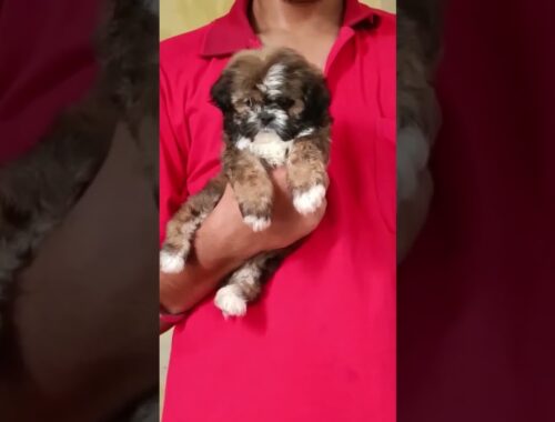 Top quality lhasa apso puppies for sale call 9306946656