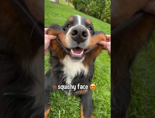 The Many Different Faces of a Bernese Mountain Dog #cutedog #bernesemountaindog #funnydogvideo #dog