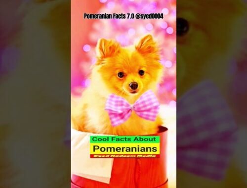 Pomeranian Facts 7.0 @syed0004