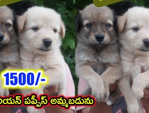 top quality Pomeranian Puppies for sale in telugu/7032583427 /aj pets