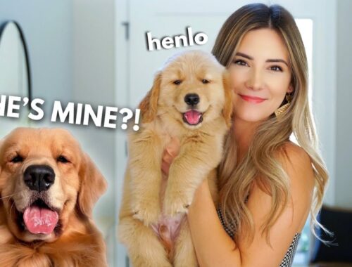 My Dog Becomes a Father | Part 1
