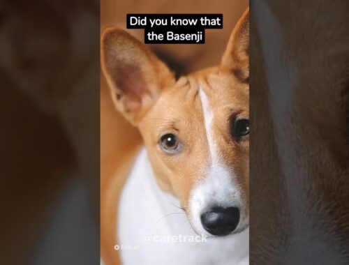 The Basenji’s Yodel🐕🐶:A Fascinating Sound
