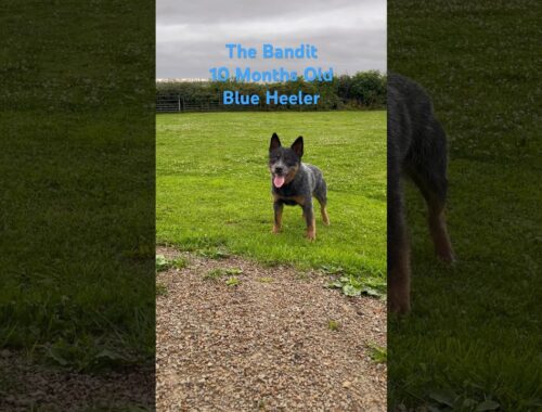 Bandit The Australian Cattle Dog Puppy In The U.K. 🇬🇧 Blue Heeler Crew #dogs