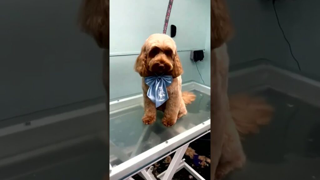 Ma Cute Daily Puppy #puppies #dog #pet #cutedog Ma Cute Daily Puppy #puppies #dog #pet #cutedog