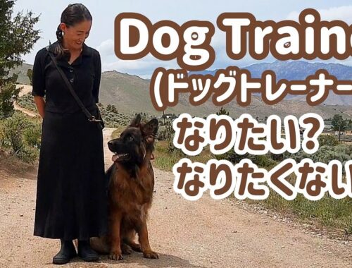 【ジャーマンシェパード】ドッグトレーナーになったら、本当に犬を理解できるのかな❓