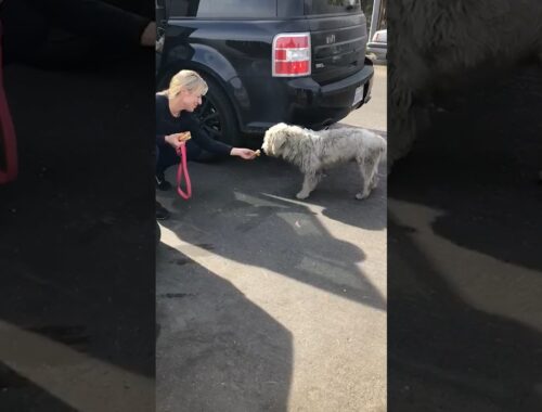 Woman Sees A Neglected Dog And Convinces Owner To Give Him Up l The Dodo