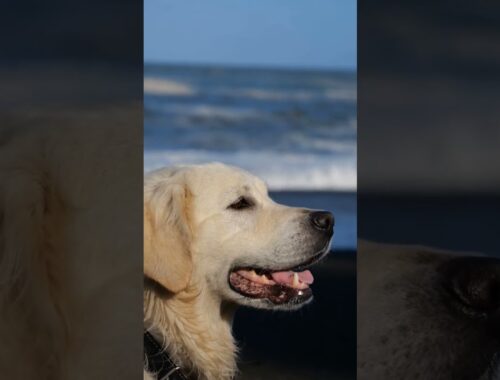 golden retriever saw the ocean for the first time #goldenretriever #cute #animals #dog #fluffy