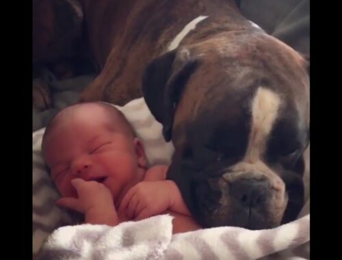 Adorable Boxer Gets Baby Brother || ViralHog