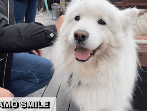 【じぃちゃんサモエド】パセポンの サモエドスマイル！ 神戸ハーバーランド umie モザイク　/ Samoyed Smile in KObe.