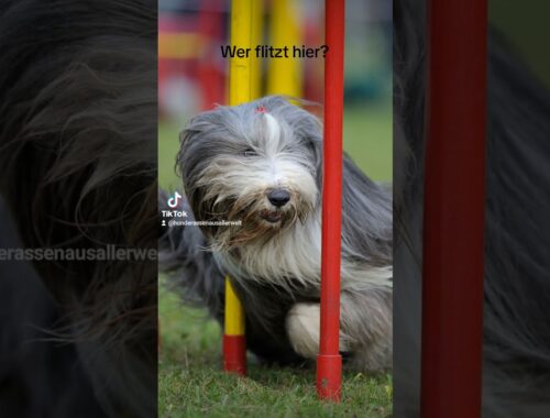 Bearded Collie in Action!