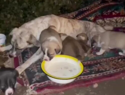 "Please save my puppies", the mama dog with 10 bullets struggled to breastfeed them