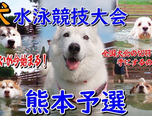 【熱いい戦いが今始まる】犬水泳競技大会熊本予選！全国行きを手にするのは・・・
