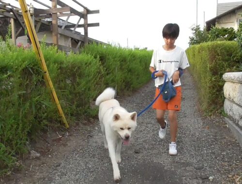 【秋田犬ゆうき】飼い主とは微妙に違うお兄ちゃんのリードに引かれて朝のお散歩を楽しむ【akita dog】