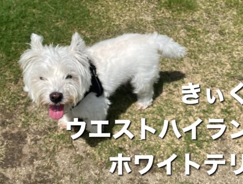ウエストハイランドホワイトテリア　きぃくん【west highland white terrier】