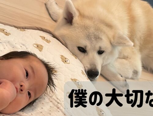【秋田犬と赤ちゃん】ベビー布団に手が入らないように気をつける凛太郎が優しすぎた。
