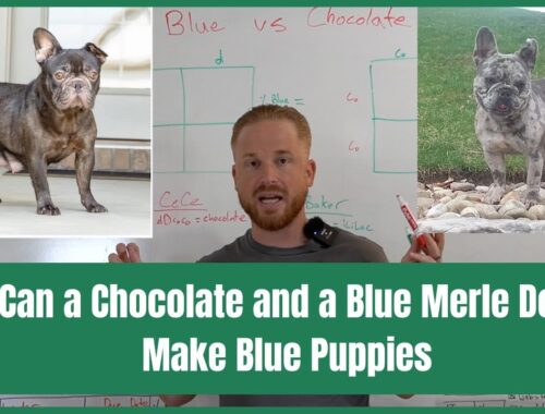 Can a Chocolate and a Blue Merle Dog Make Blue Puppies???