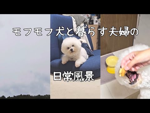 【vlog 】モフモフ犬と暮らす夫婦の休日【ビションフリーゼ】