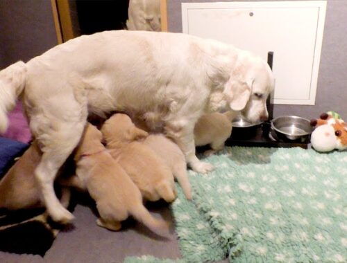Dedicated mama dog corrects her puppies