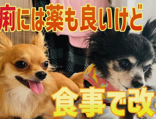 【老犬チワワ】シニア犬のモーニングルーティン