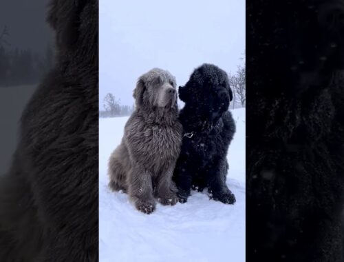 Cute in the snow! #newfoundland #newfoundlanddog #newfies #dog #dogs #pet #pets #doglover #doglife