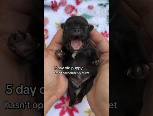 Puppy facts for 5 day old French Bulldog Pup #puppy #dogs #pets #frenchbulldog #shorts