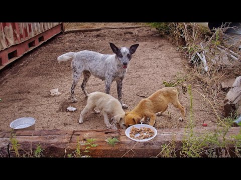 Desperate Mother Dog Asked us To Save her Starving Puppies