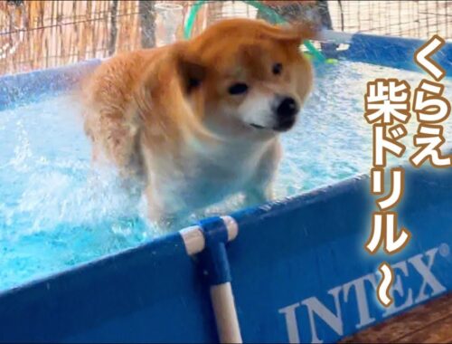 柴犬のプール上がりは幸せの柴ドリルシャワーで人も犬も濡れます笑