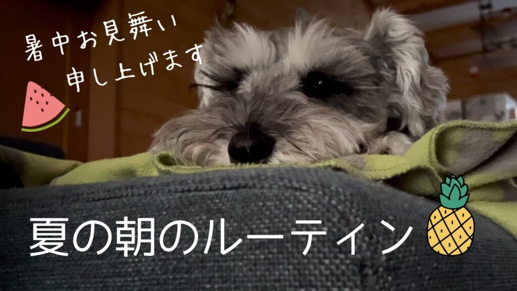 わんこ・夏の朝ルーティン／夏のお散歩【ミニシュナのコノさんvlog】