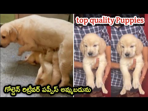 top quality Golden Retriever Puppies for sale in telugu/ 97049 66193 /aj pets