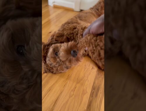 This Cute Puppy Smiling Will Melt Your Heart | #puppy