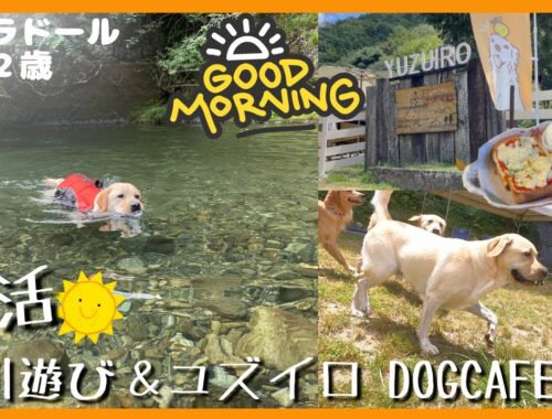 【ラブラドールレトリーバー】大型犬２歳の朝活！穴場スポット川遊び＆ユズイロDogcafe