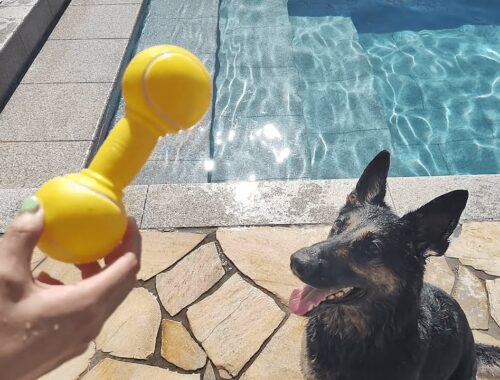 水に飛び込むのが嫌いな犬の前で、プールにおもちゃを投げてみた結果…ｗ