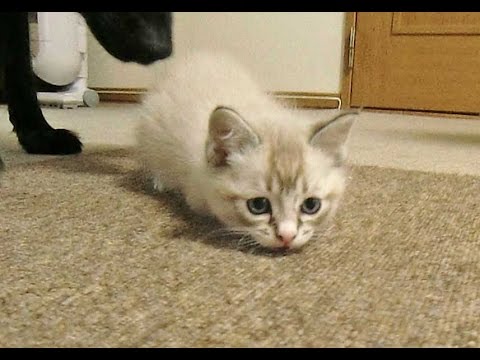 子猫のテンちゃんとフラットコーテッドレトリーバーのココちゃんバトル２