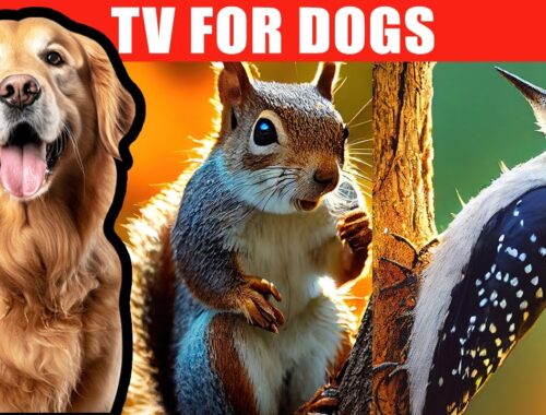 Videos for Dogs (12 Hours of Dog TV Videos of Birds for Separation Anxiety) - Prevent Boredom