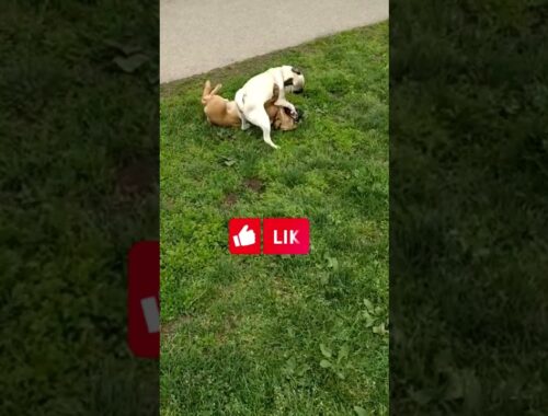 PUG VS. FRENCHIE - who will be the ultimate winner? #fypシ #frenchbulldog #pug