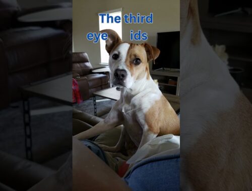 Dogs have three eyelids...