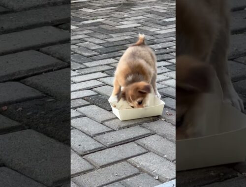 | Cute puppy enjoys his breakfast | #dogcommunity #doglover #dog #puppy #lovedogs #shorts